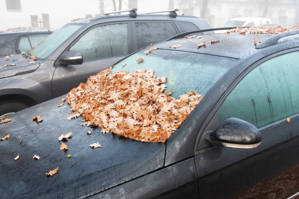 istock Car windshield covered with fallen leaves on a foggy autumn day 1397255117