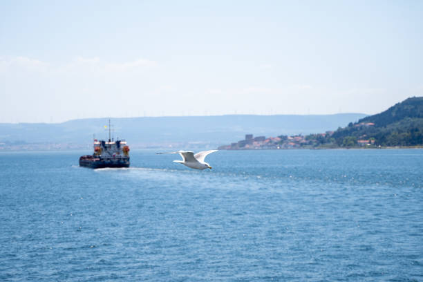 Open Wings Seagull Flying and the Cargo Ship in the Background.