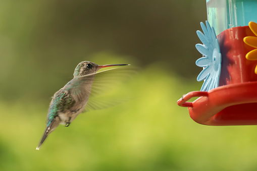 Side view of a hummingbird in full flight towards an artificial feeder. Green background.