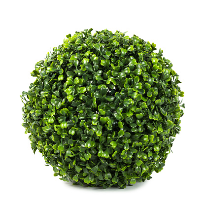 Artificial boxwood ball topiary bush tree like real as modern evergreen ecological decoration for interiors of house, malls, restaurants. isolated on white background for design collage