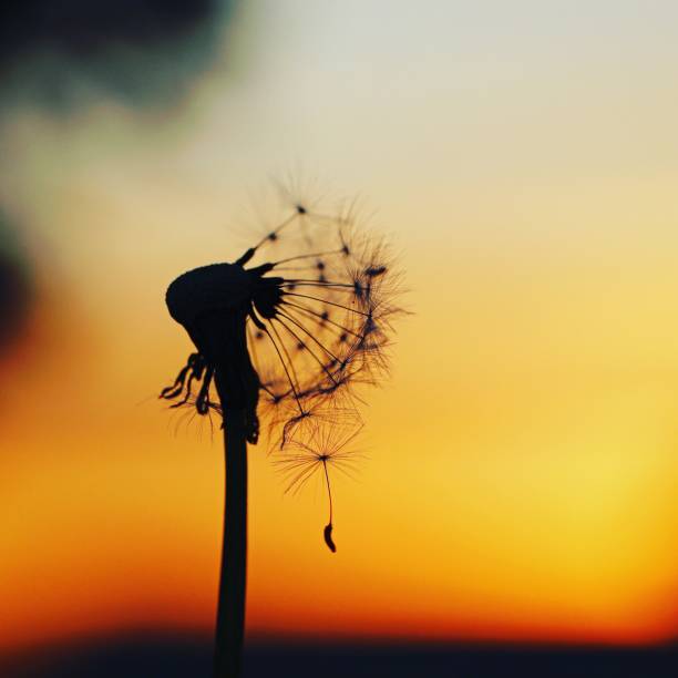 istock Beautiful Dandelion make a wish 1397257374