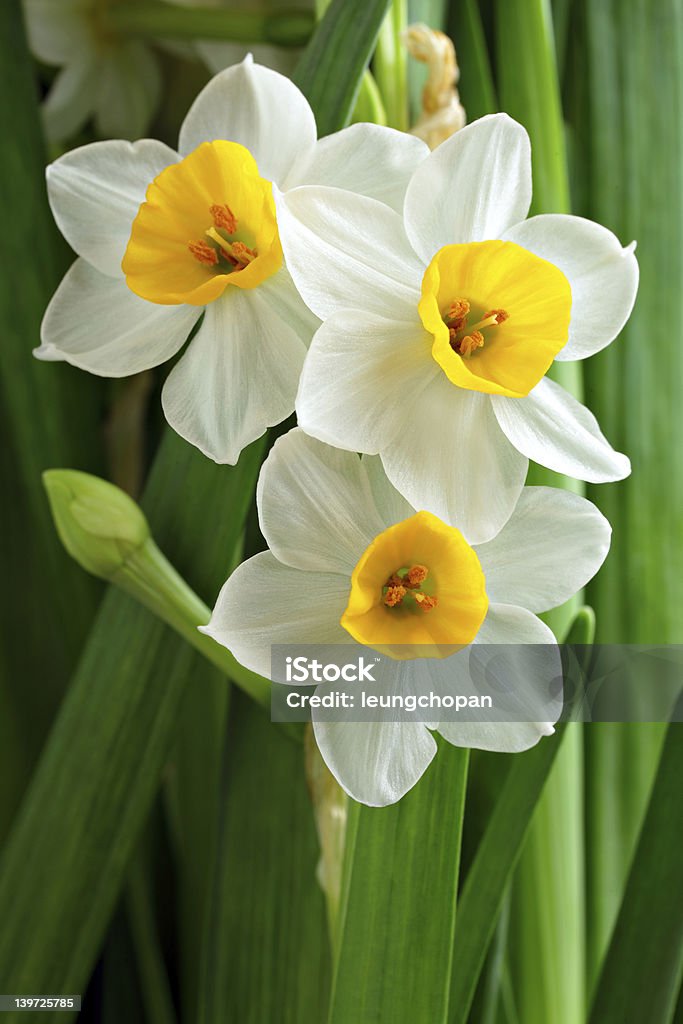 narcissus flowers Daffodil Stock Photo