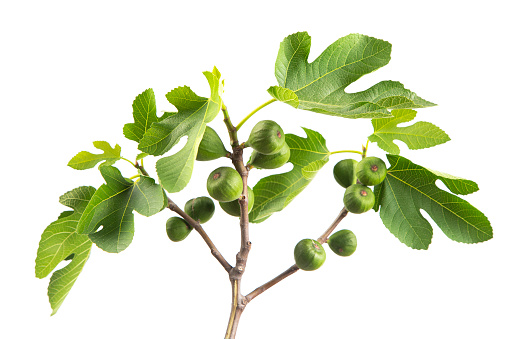 Figs on the Branch isolated on white background