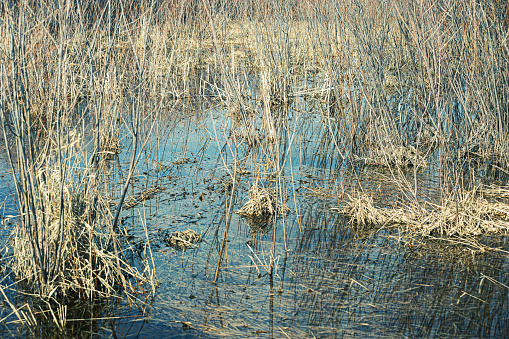 Reeds, cattails and water at the edge of a Minnesota lake in springtime.
