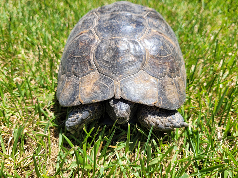 Land tortoise (Turtle)