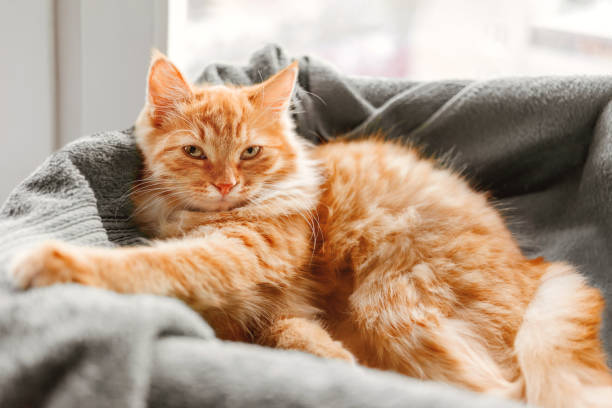 Cute ginger cat is sleeping in its bed. Fluffy kitten is comfortable lying on blanket . stock photo
