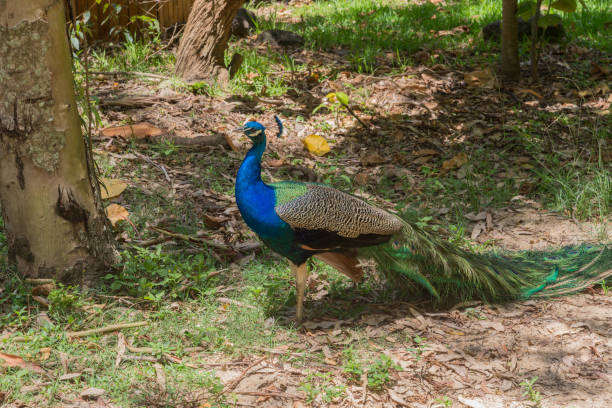 istock A peacock in the Springbrook National Park on the Gold Coast 1397263720