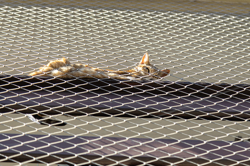 A striped cat sitting on balcony railing with net protection