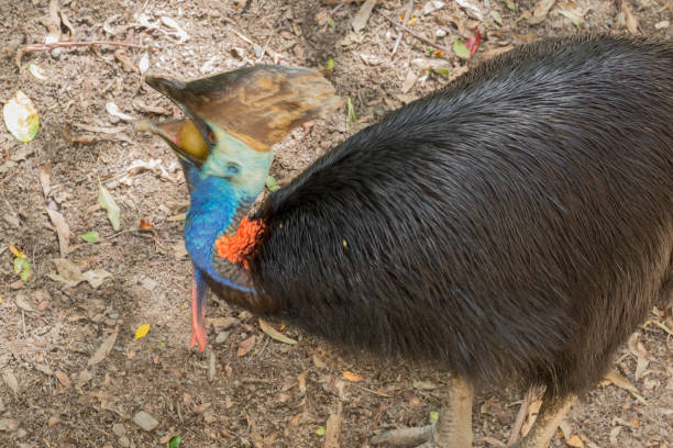 istock A cassowary the Springbrook National Park on the Gold Coast 1397263766