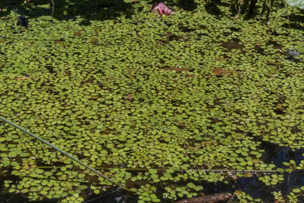Aquatic plants in a pond in the McPherson Range, near Springbrook.
