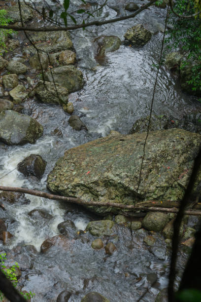 istock The Springbrook National Park on the Gold Coast 1397264284