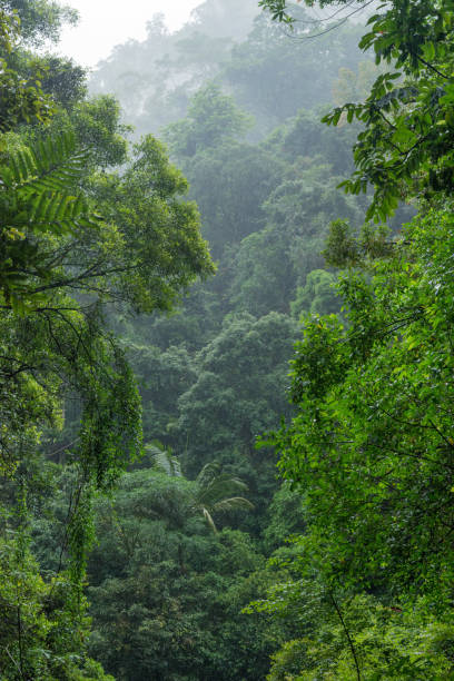 istock The Springbrook National Park on the Gold Coast 1397264296