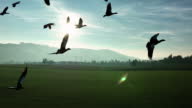 istock Amazing flock of birds flying come to the camera. stock video 1397265636