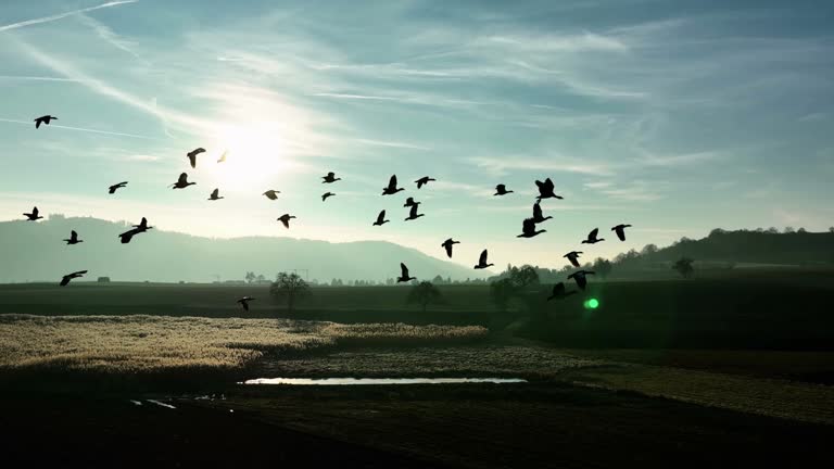 Amazing flock of birds flying come to the camera. stock video