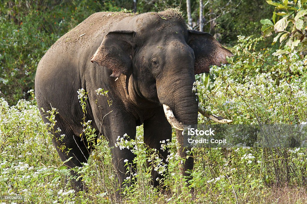 Éléphant indien - Photo de Animaux à l'état sauvage libre de droits