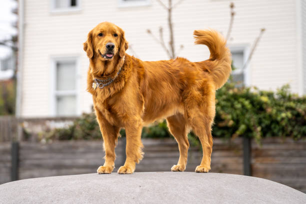 Golden Retriever smiling on top of a hill looking away Golden Retriever smiling on top of a hill looking away golden retriever stock pictures, royalty-free photos & images