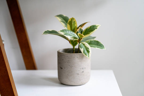 istock Ficus Elastica Tineke, also known as rubber plant, sitting on a shelf in a gray planter 1397267366