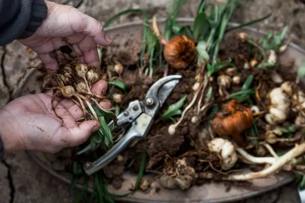 Photo of Flower bulbs of tulips, hyacinths, lilies and other flowers for planting in the soil in the hands of an elderly woman and in an iron dish. View from above. Gardening.