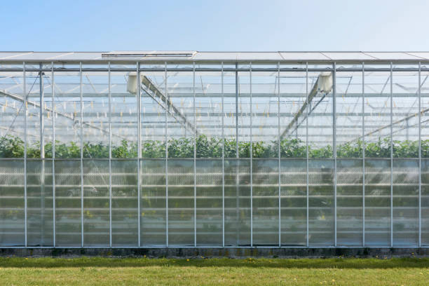 istock An industrial greenhouse growing tomato plants 1397270641