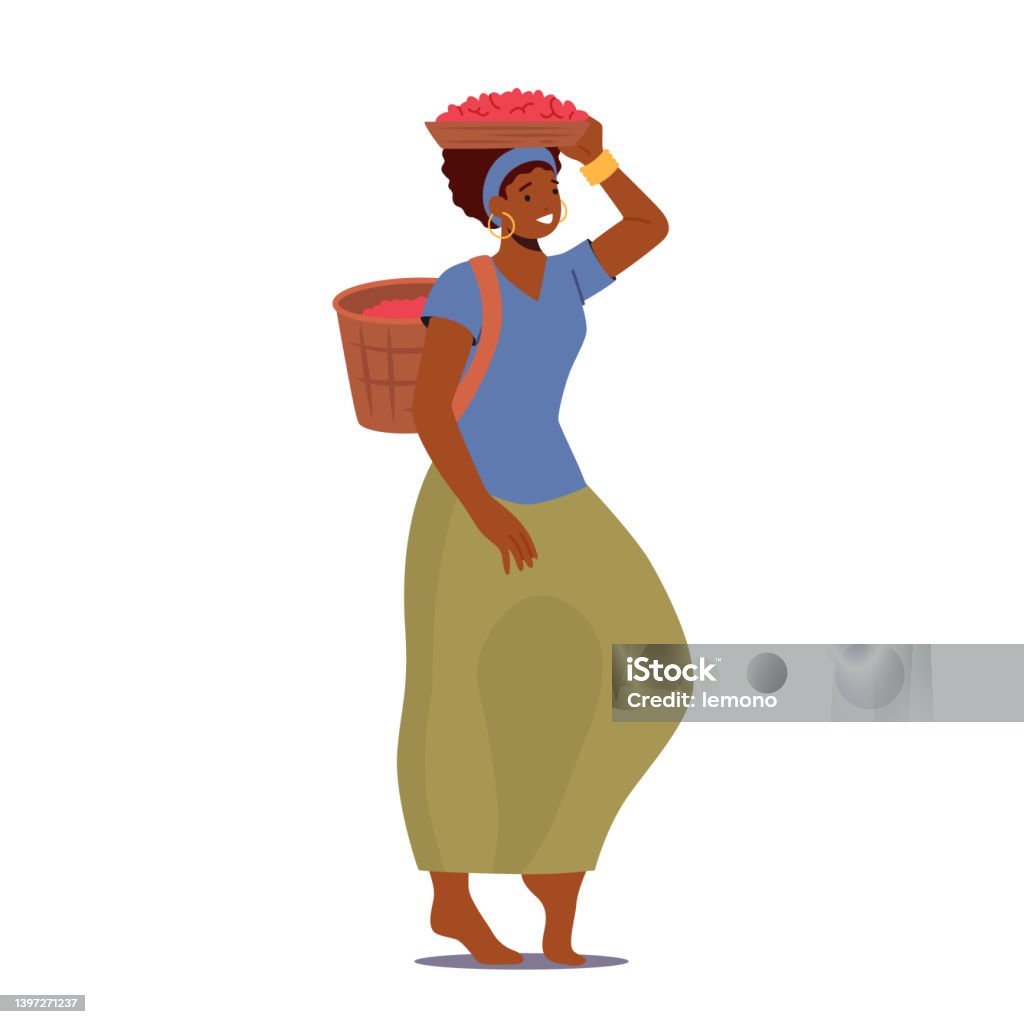 Woman Farmer Work on Coffee Plantation Carry Basket on Head and Back Isolated on White Background. Grow Crop, Harvesting - Royalty-free Café - Colheita arte vetorial