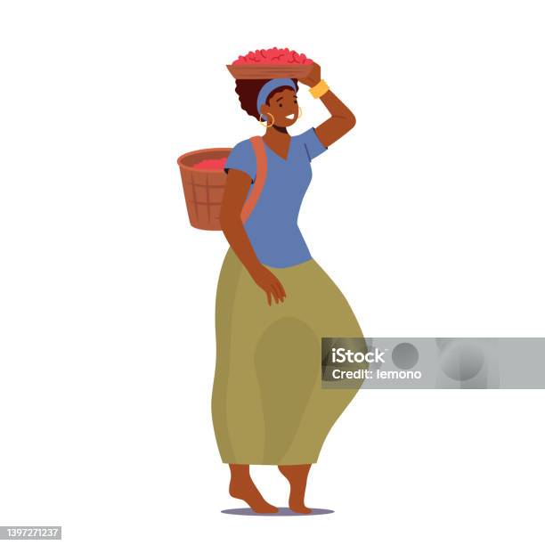 Woman Farmer Work On Coffee Plantation Carry Basket On Head And Back Isolated On White Background Grow Crop Harvesting - Arte vetorial de stock e mais imagens de Café - Colheita