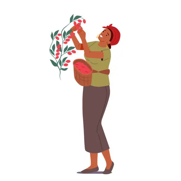 Vector illustration of Coffee Growing Industry, Cultivation. African Woman Farmer Work on Plantation, Female Character Picking Harvesting