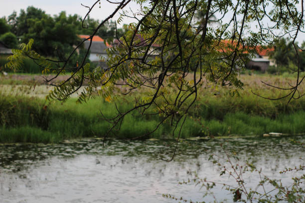 The swamp in the distance looks like a house and a wide meadow