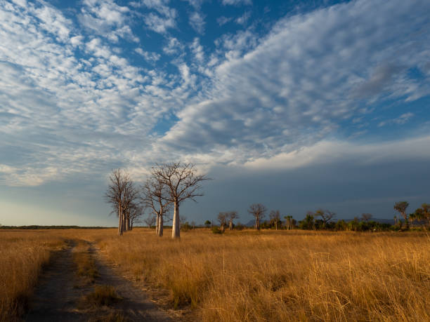 istock Australian boab trees on the Kimberley Plains 1397272405