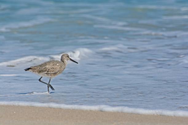 istock Willet shore bird stepping into receding surf foam on sandy ocean beach 1397274293