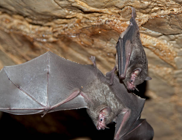 istock Leaf-nosed bats with detail of outstretched wing 1397280295
