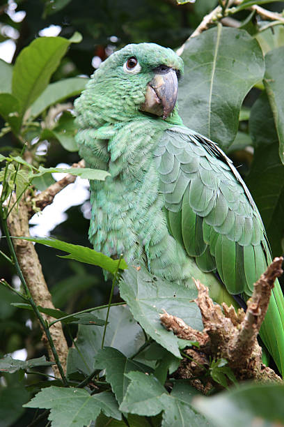 Green Tropical Parrot stock photo