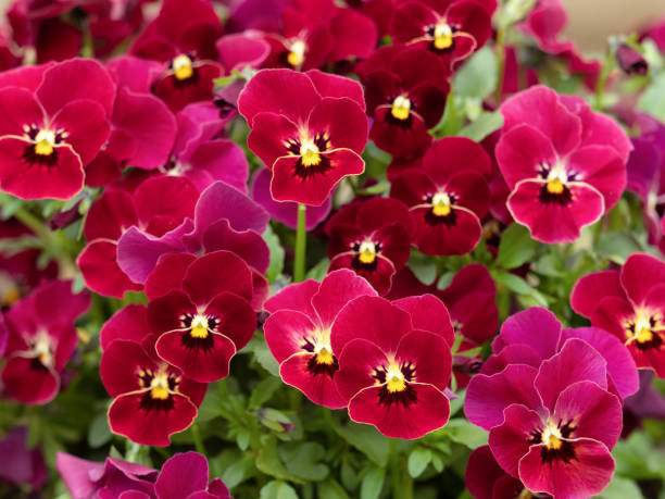 Viola flower Viola flower pansy stock pictures, royalty-free photos & images