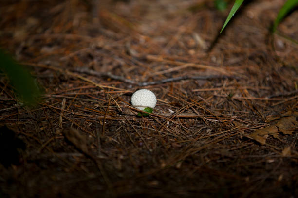 Mushrooms in a forest in the Ontario wilderness.