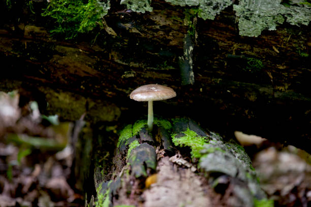 Mushrooms in a forest in the Ontario wilderness.