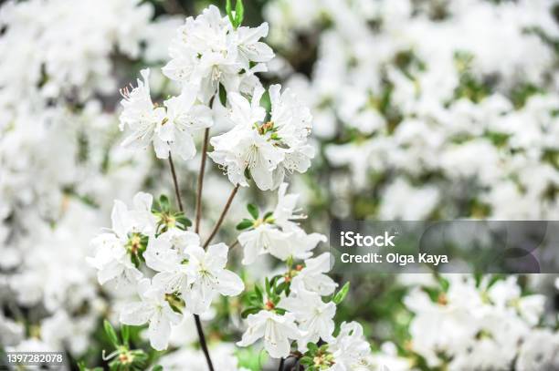 White Azalea Flowers Stock Photo - Download Image Now - Azalea, April, Backgrounds