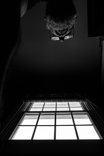 An upside down senior adult man is looking out a bright window from inside a dark bedroom. Low angle view looking from directly below up to the ceiling between the man's face and the window. Black and white image.