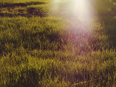 Green grass in the sunlight