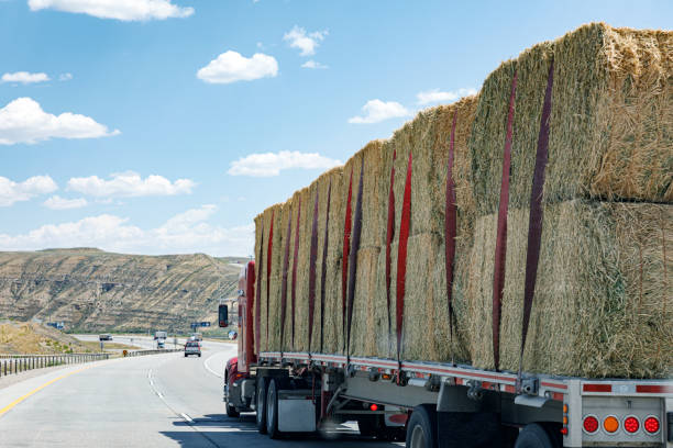 Semi-Truck Flatbed Trailer Stacked With Hay Bales on Expressway