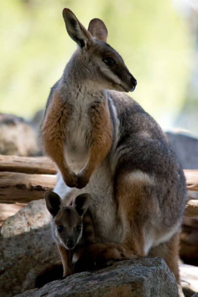 istock the yellow footed rock wallaby has a joey in her pouch 1397287997