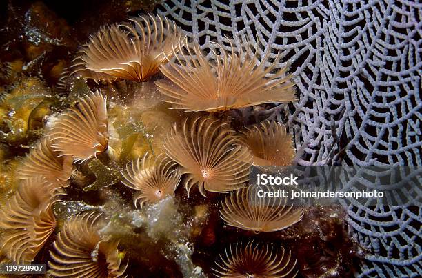 Social Piuma Spolverino Bispira Brunnea - Fotografie stock e altre immagini di Barriera corallina - Barriera corallina, Bispira Brunnea, Bruco di mare