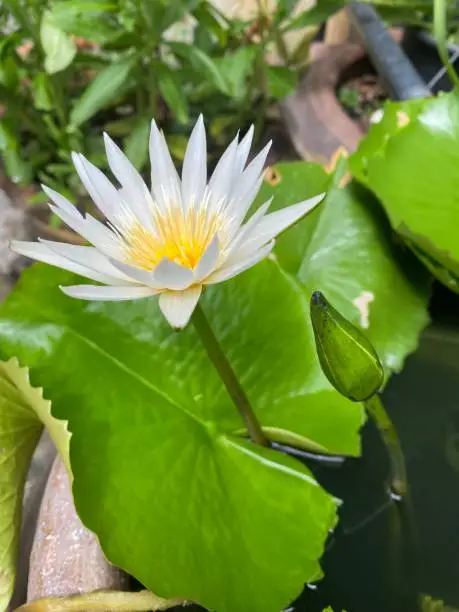 Lotus in bangkok