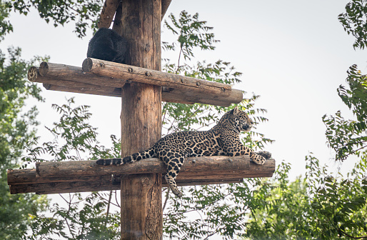 Black panther and leopard resting and looking around on a wooden stake
