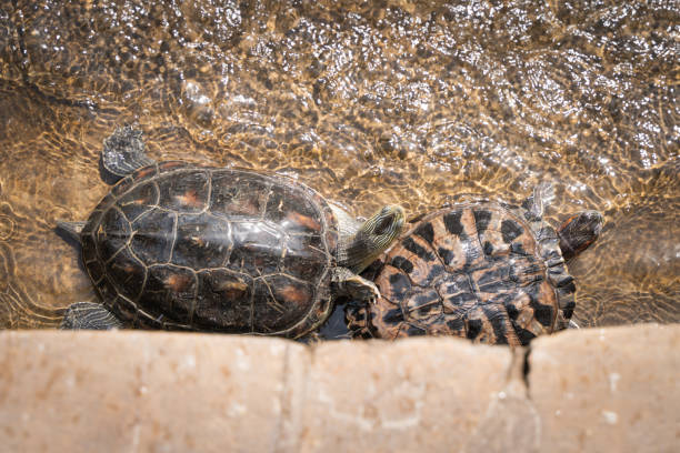 istock Flower turtle turtle crawling in the water and basking in the sun 1397292825