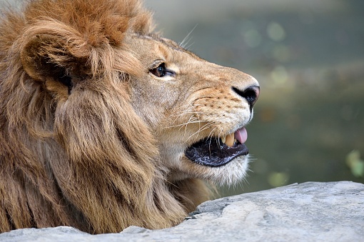 It was a fine day at the zoo, and the lion was moving in the sun.\nThis is a close-up of the head of a lion-feline.