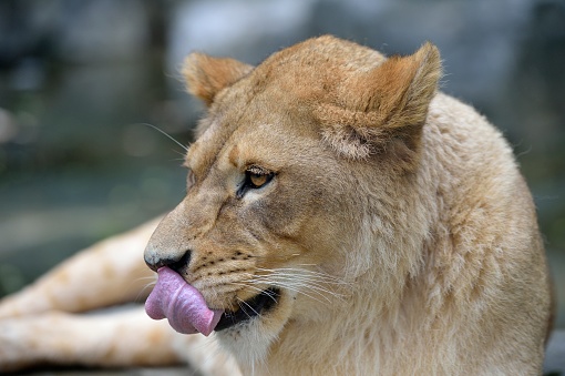 It was a fine day at the zoo, and the lion was moving in the sun.\nThis is a close-up of the head of a lioness-feline.