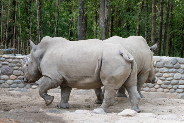 Rhino walking outdoors