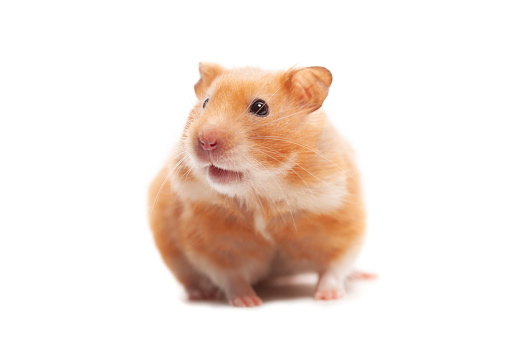 Cute hamster perched on a colorful fabric with a curious expression.
