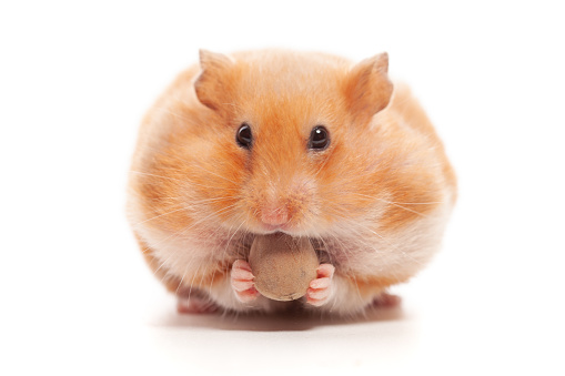 Cute funny syrian hamster eating nuts isolated on white background