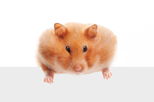 Hamster holding empty paper board isolated on white background
