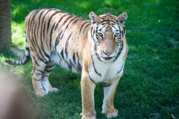 istock Tiger Siberian tiger walking on lawn 1397294552